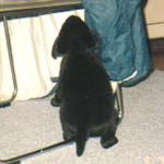 �e�R���h�[�ł��邩��