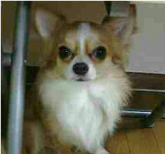 �R���Ƃ̂R�j�ł�